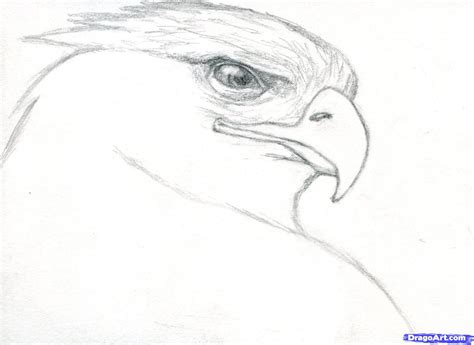 The big book of realistic drawing secrets: How to Draw a Realistic Eagle, Golden Eagle, Step by Step ...