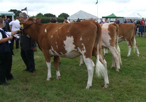 Gallery English Guernsey Cattle Society