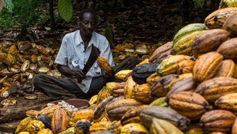 The Cocoa Slave Plantations Of Africa In The 21st Century Abovewhispers Abovewhispers