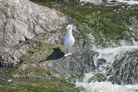 Pemandangan laut yang indah terbentang di sepanjang pesisir indonesia dari sabang sampai merauke. Gambar : burung, Burung laut, margasatwa, camar, fauna, Kanada, perak, quebec, sherbrooke ...