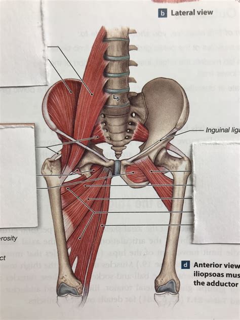 Quiz And Worksheet Muscles Of The Pelvic Girdle And Lower Limbs Porn