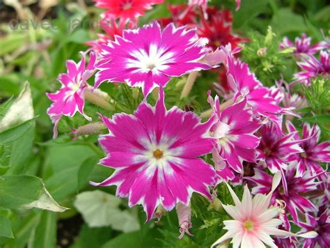Remove infected leaves and destroy them, and make sure your plants have excellent air circulation. PlantFiles Pictures: Annual Phlox, Drummond's Phlox ...