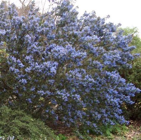 Blue wildflowers are wild plants that are widely used as garden decoration. Ceanothus Tassajara Blue Ceanothus, Mountain Lilac