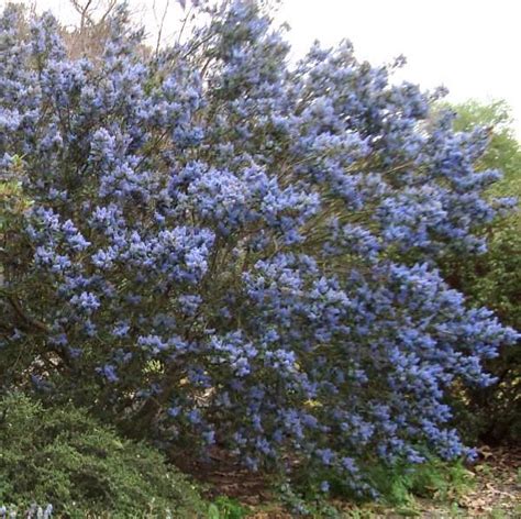 Sep 09, 2021 · a hedge is a living wall composed of plants. California native plants.