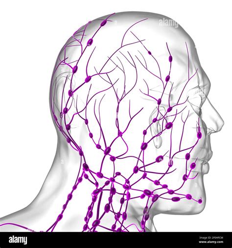 Ganglios Linfáticos Humanos Anatomía Para El Concepto Médico