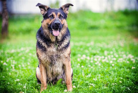 Rottweiler German Shepherd Mix Full Breed Guide Pawleaks