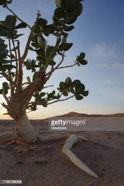 Sahara Desert Plants Photos Et Images De Collection Getty Images