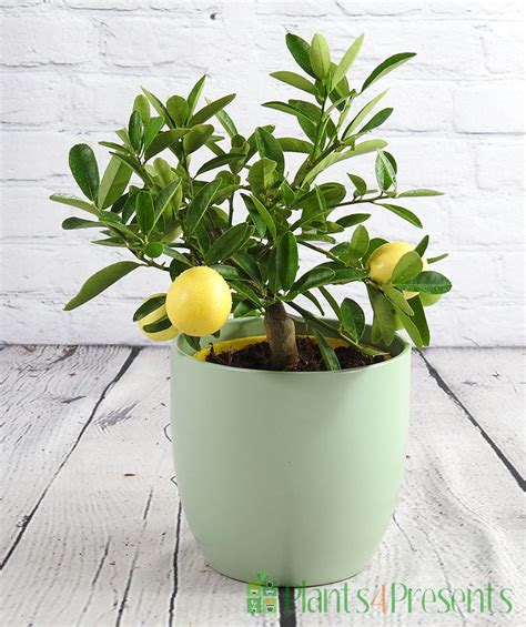 Mini Lemon Lara Send Fruity Miniature Lemon Trees As Ts