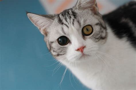 Different Sized Pupils In Cats Our Vet Explains What To Do Cat World