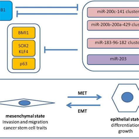 Zeb1 Microrna Interactions In Emt Shown Is A Simplified Scheme Of