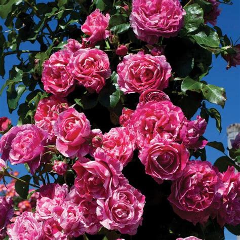 Raspberry Cream Twirl Climbing Rose Plant Potted 100 Petals Etsy