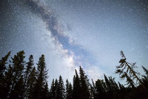 Pine Trees Silhouette Milky Way Night Sky Stock Photo Image Of Cosmic