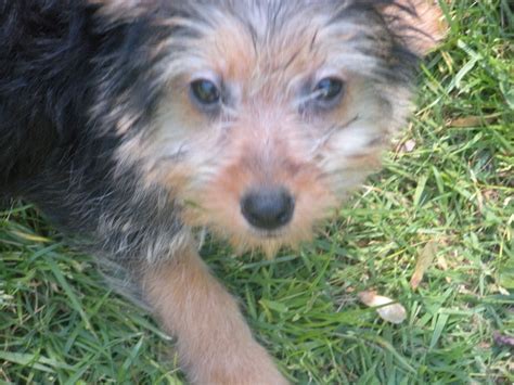 Pets Craigslist Maine
