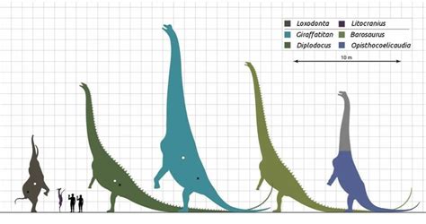 Comparing Length Of Sauropods Naturewasmetal