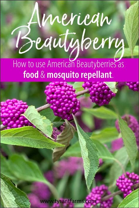 How to use American beautyberries as food and mosquito repellent ...