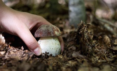 Wild Mushroom Season In Italy 2024 Roveme