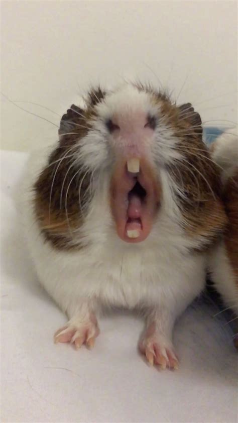 Top V I H N V H Nh N N Chu T Hamster Cute Solomon Edu Vn