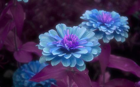 Download Blue Flower Leaf Petal Purple Artistic Flower Hd Wallpaper By