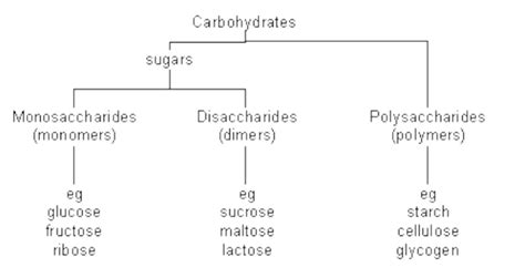 Difference Monosaccharide Disaccharide Polysaccharide