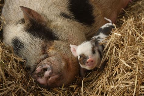 10 Pennywell Miniature Pig Moments Pennywell Farm News