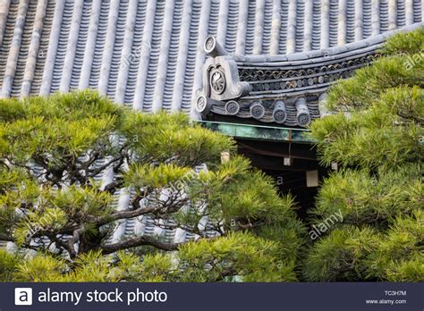 Pine doesn't always have to be the ugly secondary wood used in woodworking projects. Hinoki Cypress Stock Photos & Hinoki Cypress Stock Images ...