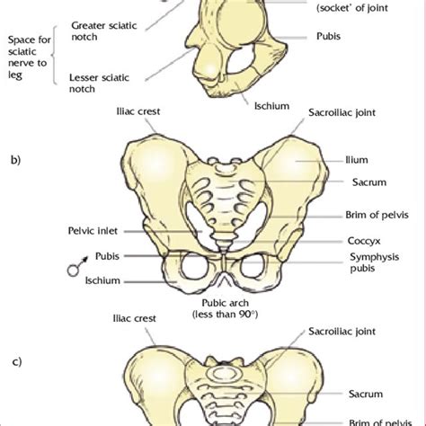 The Pelvic Girdle A Lateral View Of The Right Side To Show The