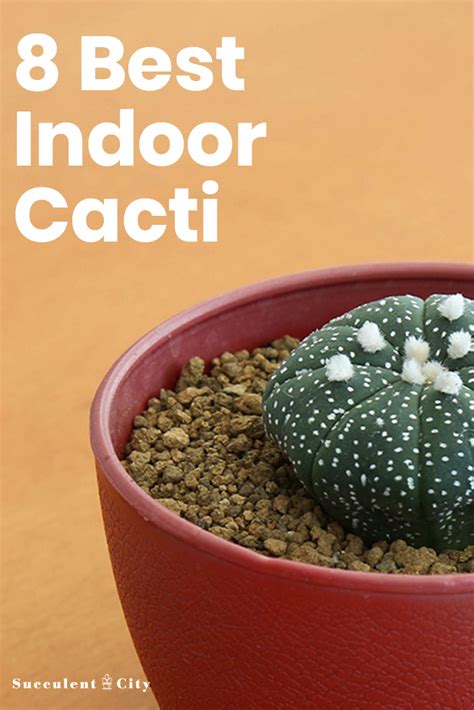 These cacti only grow in very brainyquote has been providing inspirational quotes since 2001 to our worldwide community. 8 Best Indoor Cacti You Need to Have