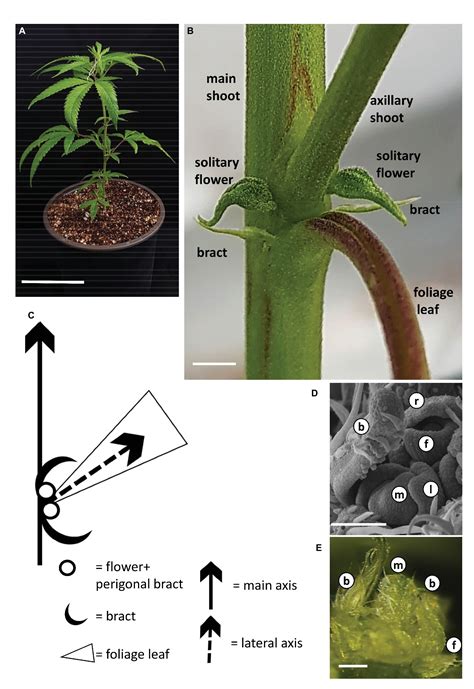 Frontiers Architecture And Florogenesis In Female Cannabis Sativa Plants