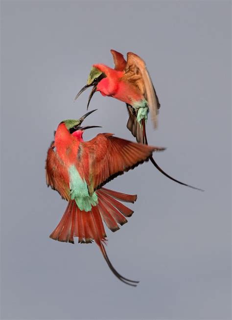 2017 Audubon Photography Awards Celebrates The Best Bird Photography