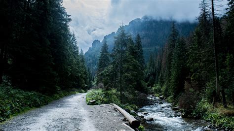 2560x1440 Px Forest Landscape Mountains River Road Tatra Mountains High Quality Wallpapershigh