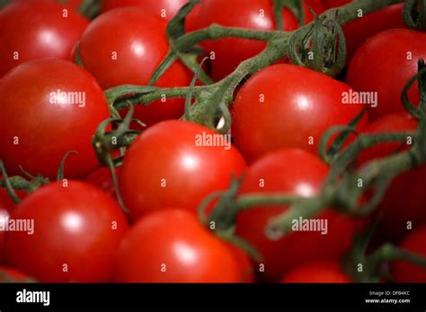 Tomatoes On The Vine Stock Photo Alamy