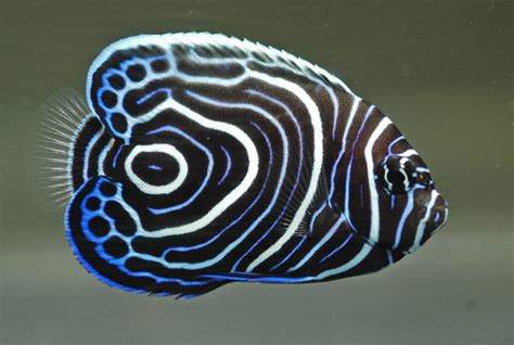 Juvenile Emperor Angelfish Reef2reef Saltwater And Reef Aquarium Forum
