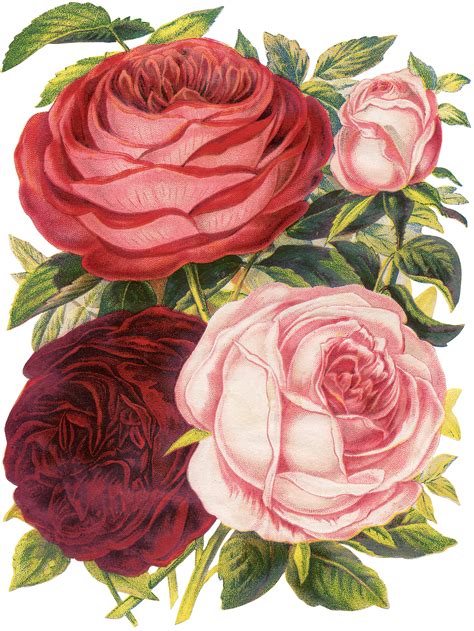 Gorgeous Victorian Large Roses Botanical Image The Graphics Fairy