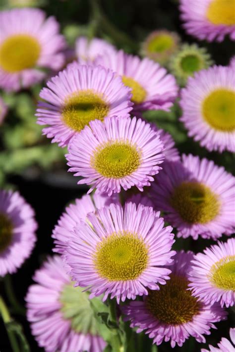 She enjoyed encountering various scents and the snow. Erigeron glaucus ´Sea Breeze´ - Fijnstraal | De Tuinen van ...