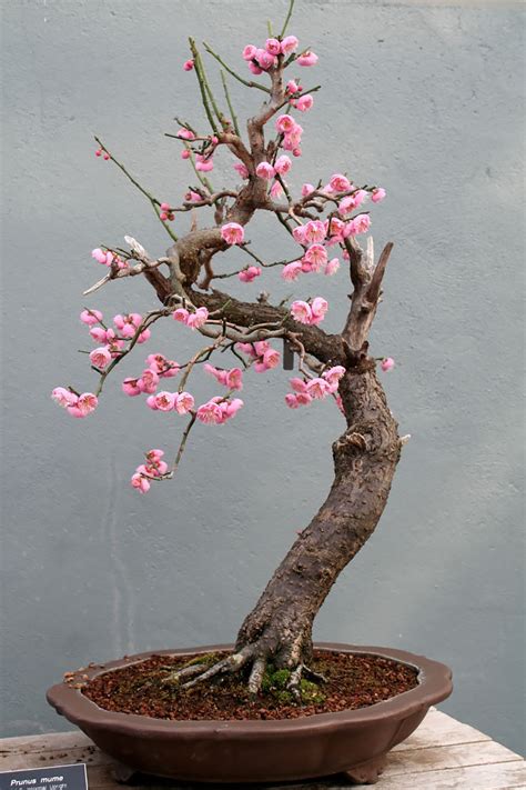 34 Most Beautiful Bonsai Trees Ever For Relieve Your Stress Japan Inside