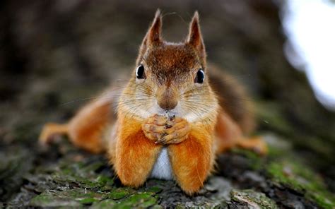 Squirrel Funny Face Wallpapers Hd Desktop And Mobile