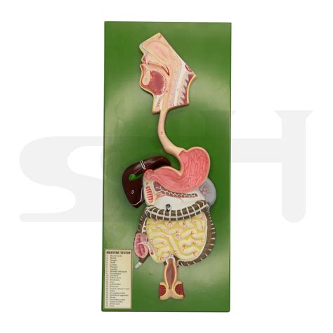 Digestive System Model Scientific Supply House