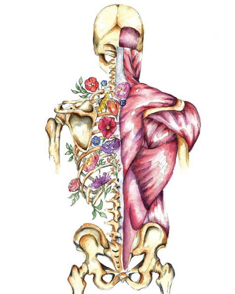 Pinterest Arte De Anatomía Arte De Anatomía Humana Arte Biología