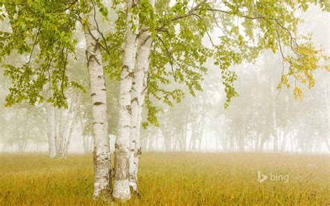 Birch Trees In The Fog Thunder Bay