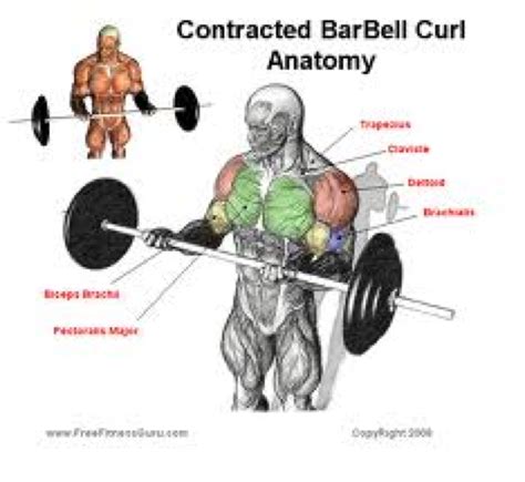 Tired Of The Standard Barbell Curl Here Are 4 Alternatives You Might