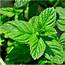 Mint Seed Collection/Seed Collection Peppermint Spearmint Pennyroyal 