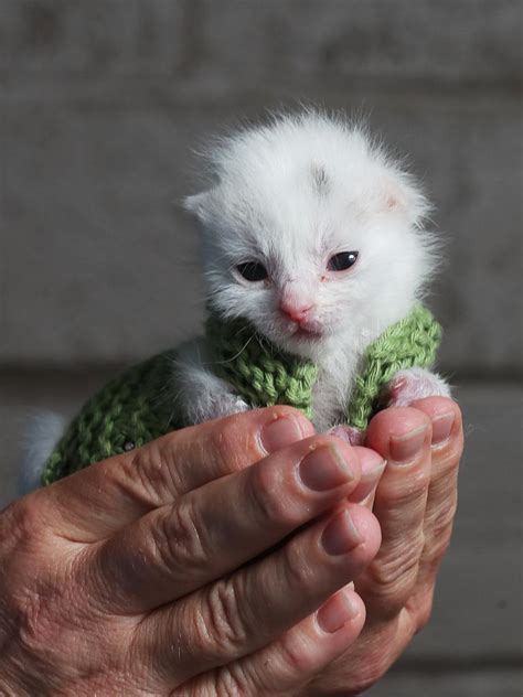 Neonatal Kitten Rescue Hobart Knitted Onesies For Orphaned Premature