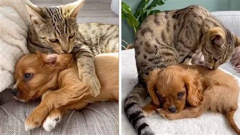 Cat And Puppy Best Of Friends Youtube