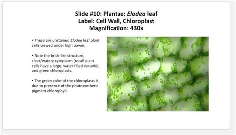 Solved Slide 10 Plantae Elodea Leaf Label Cell Wall