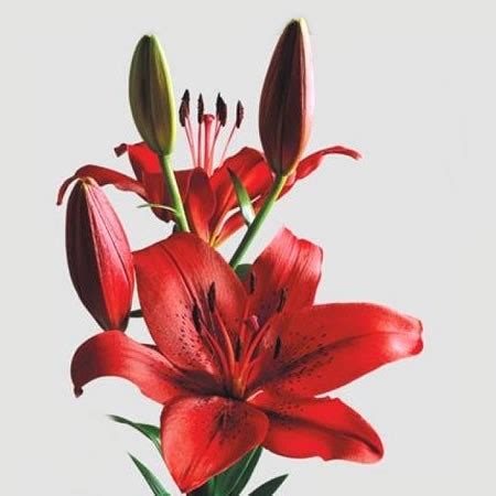 Lily La Original Love 90cm Wholesale Dutch Flowers Florist Supplies UK