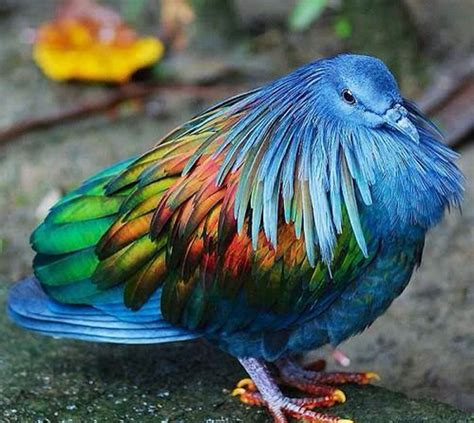 Top 10 Most Beautiful Blue Colored Birds In The World Buzz Inn