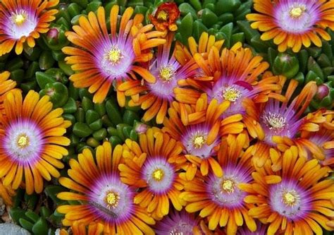 The succulent foliage looks like it has small pieces of ice on it (hence the name ice plant') and is evergreen in warmer climates. Delosperma cooperi, Ice Plant | Plants, Deer resistant ...