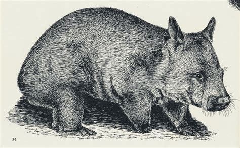 Illustration Up Close The Way Of The Wombat