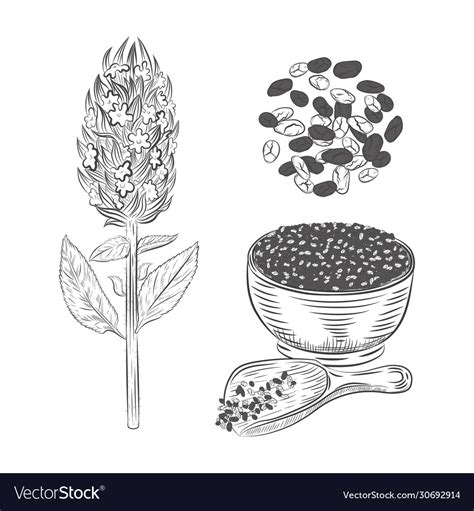 Chia Plant And Seeds Hand Drawn Sketch Royalty Free Vector