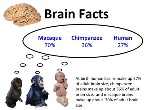 Do Humans Have Big Brains Ask An Anthropologist